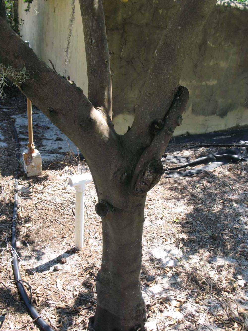            Bark (Pink Variegated, Winter Haven, FL)   